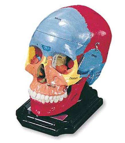 Анатомическое учебное пособие SO-6000 Painted Skull Reproduction